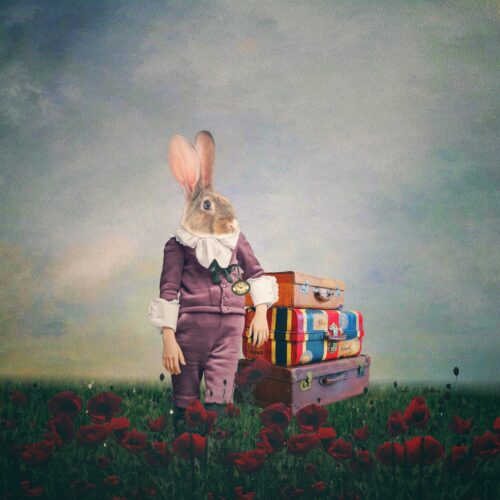 Rabbit Story 1