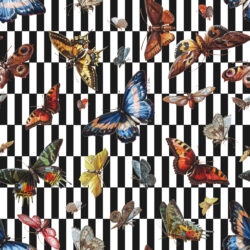 Nocturnal Flight – Wallpaper